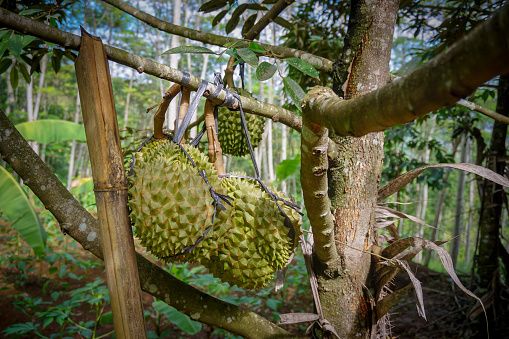 Durian Musang King (Sumber.istockphoto)