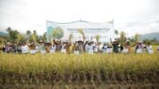 PT Vale Indonesia Tbk (PT Vale) dan Alkhairaat Berkolaborasi Bersama Konsultan Corporate Social Responsibility (CSR) Aliksa Organik SRI Consultant (AOSC), A+ CSR, dan Hatfield Melakukan Panen Perdana Pertanian System of Rice Intensification (SRI) Organik