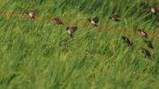 Burung Pipit Menyerang Tanaman Padi