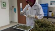 3 Tim Sekolah Islam Athirah Lolos Final OPSI 2025, Hadirkan Inovasi Obat Insomnia dari Putri Malu